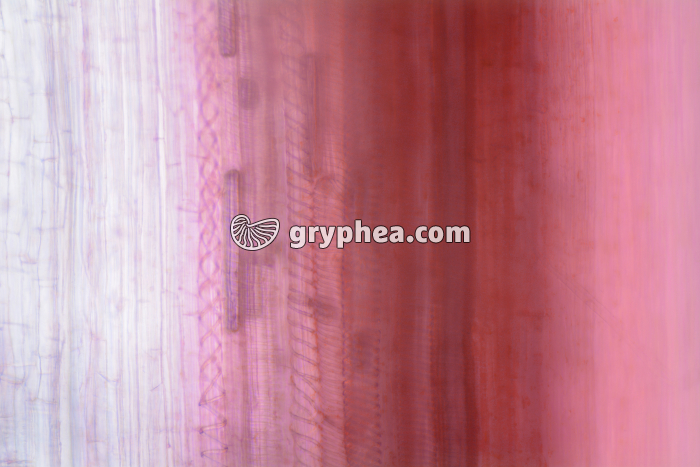 Vaisseaux conducteurs Céleri CL x40 - gryphea.com